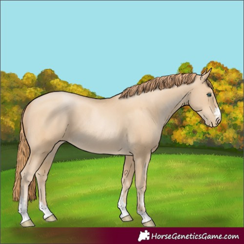 Horse Color:Unknown 
