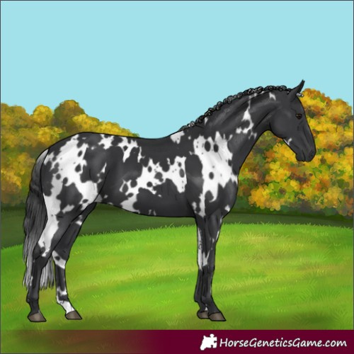 Horse Color:White Spotted Black