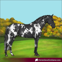 Horse Color:White Spotted Black