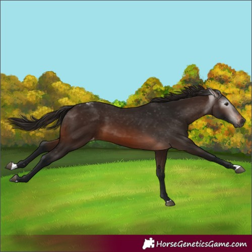 Horse Color:Gray Bay Appaloosa 