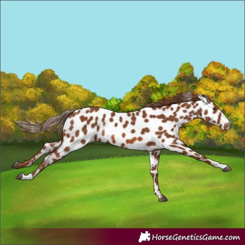 Horse Color:Chestnut Appaloosa 