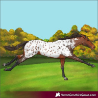 Horse Color:Bay Appaloosa 