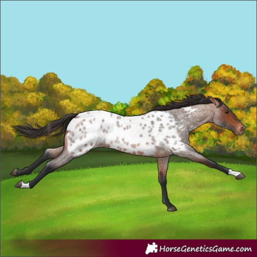 Horse Color:Unknown 