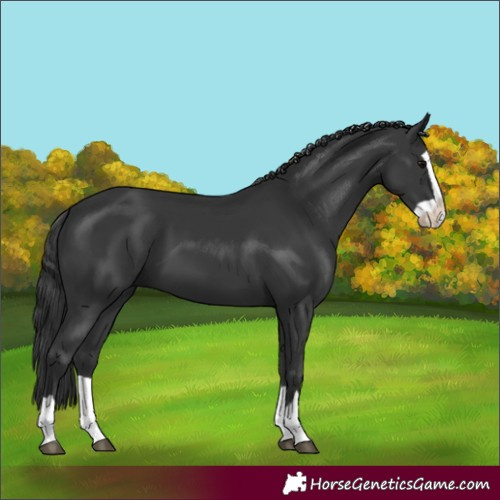 Horse Color:Black Splash 