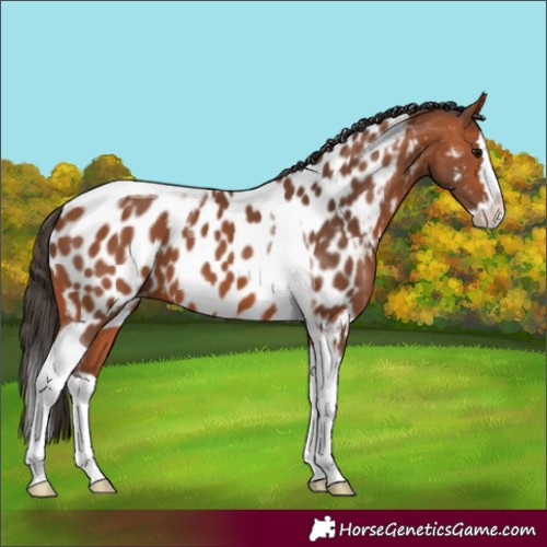 Horse Color:Bay Splash Tobiano Appaloosa 