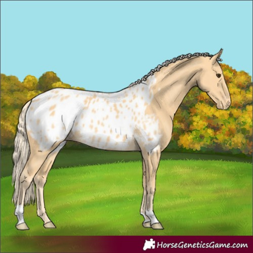 Horse Color:Palomino Appaloosa 