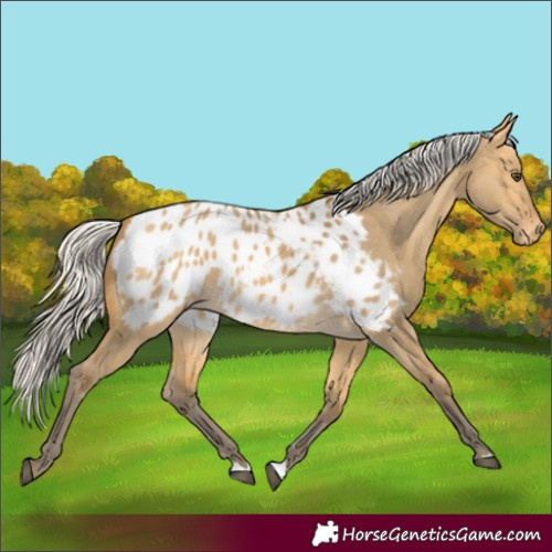 Horse Color:Silver Buckskin Dun Appaloosa 