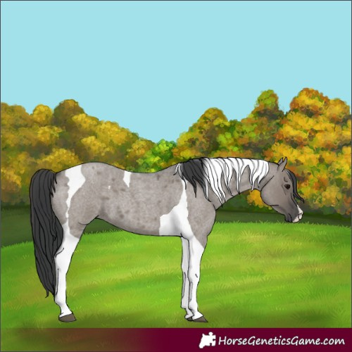 Horse Color:Grullo Roan Tobiano