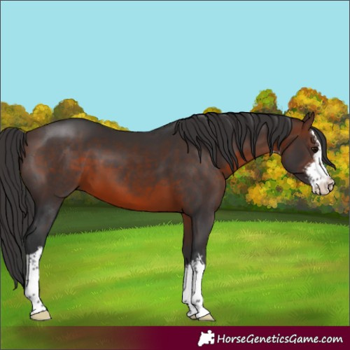 Horse Color:White Spotted Brown 