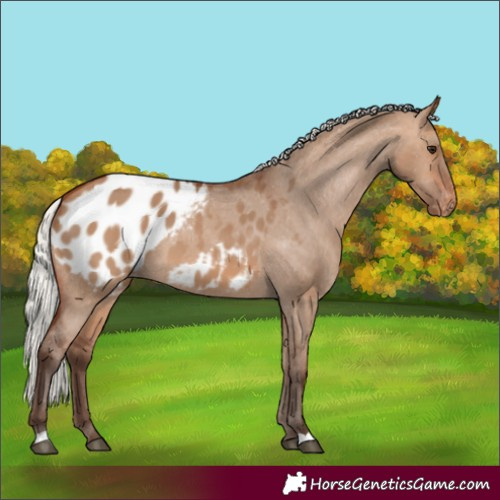 Horse Color:Silver Brown Dun Appaloosa