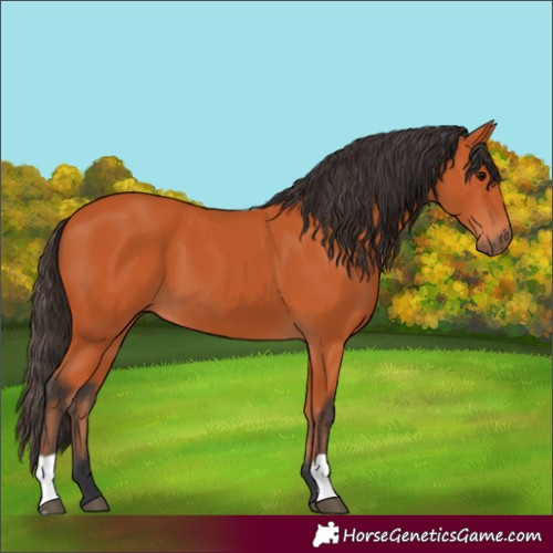 Horse Color:Bay 