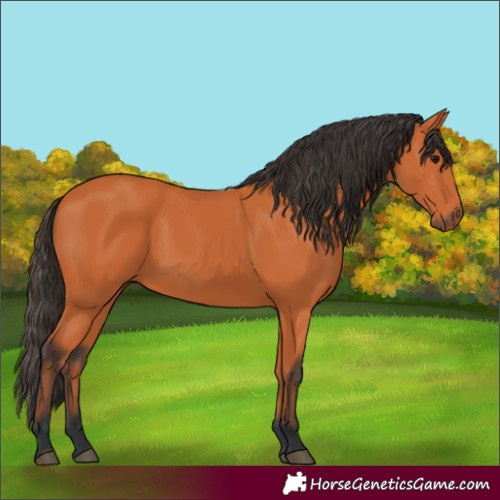Horse Color:Bay 