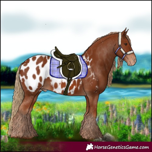 Horse Color:Chestnut Appaloosa