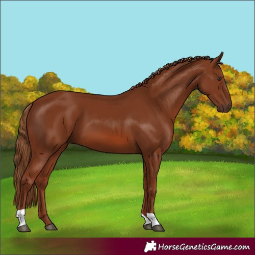 Horse Color:Chestnut 