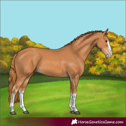 Horse Color:Unknown 