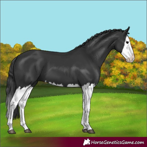 Horse Color:Black Splash 