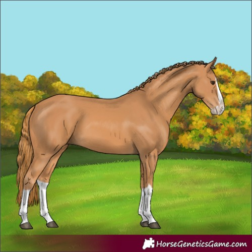 Horse Color:Chestnut Splash