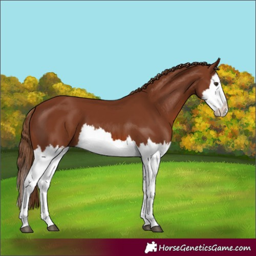 Horse Color:Chestnut Splash 