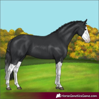 Horse Color:Black Splash 