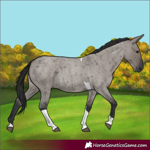 Horse Color:Grullo Roan Tobiano 