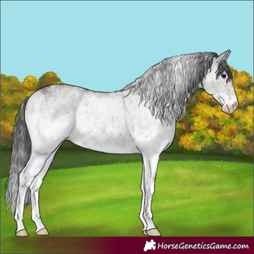 Horse Color:White Spotted Smoky Grullo