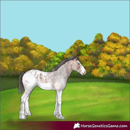 Horse Color:White Spotted Bay Roan Splash Frame Blanket Rabicano 