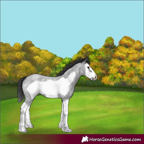 Horse Color:Smoky Blue Roan Splash Frame Rabicano 