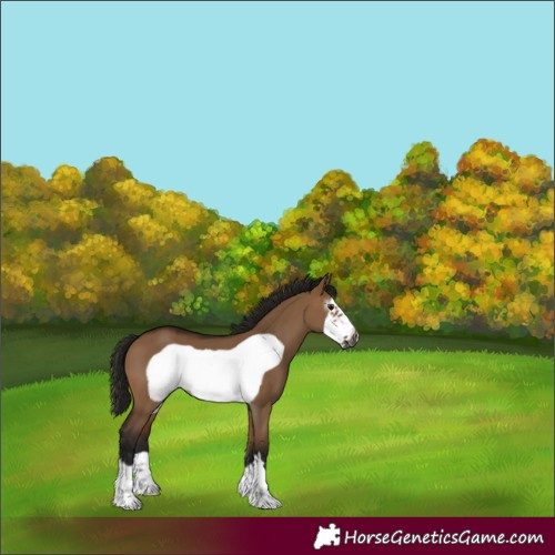 Horse Color:Gray Bay Dun Frame