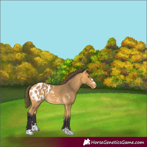 Horse Color:Buckskin Appaloosa