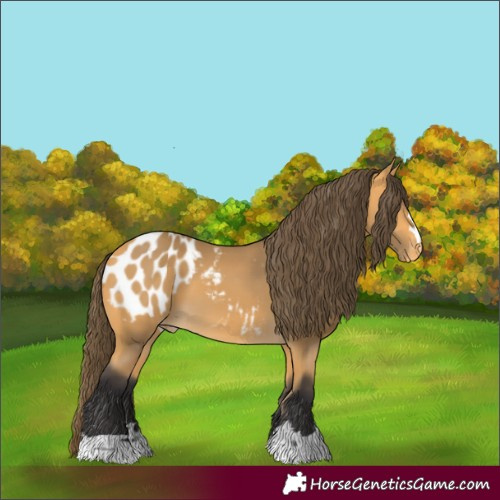 Horse Color:Buckskin Blanket
