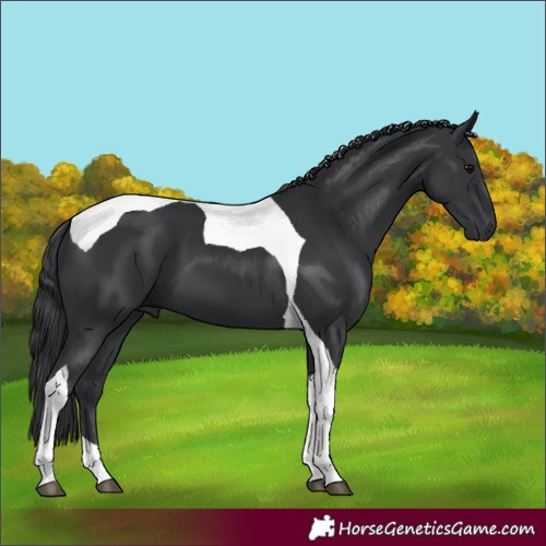 Horse Color:Black Tobiano 