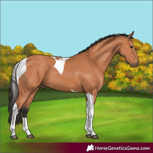 Horse Color:Bay Tobiano