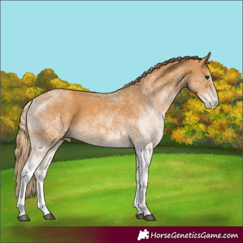 Horse Color:White Spotted Chestnut 