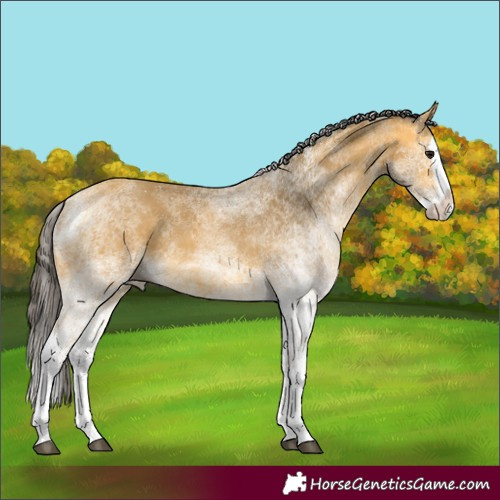 Horse Color:White Spotted Buckskin Splash 