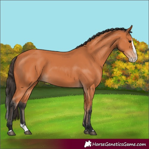 Horse Color:Bay Splash