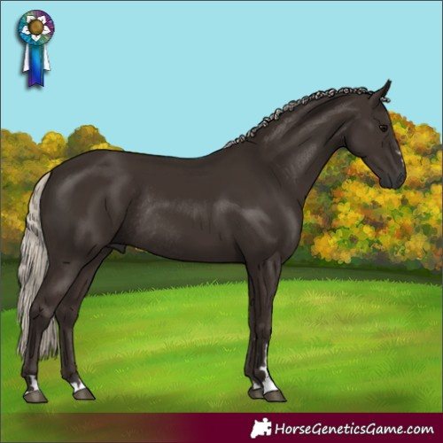 Horse Color:Gray Silver Black Rabicano 