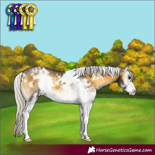 Horse Color:White Spotted Silver Buckskin Onyx Sabino 