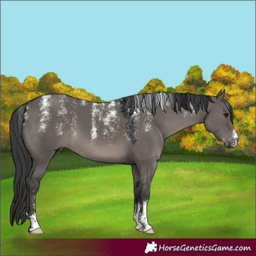 Horse Color:Powder White Grullo