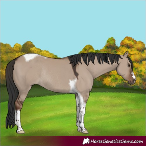 Horse Color:Liver Red Dun Tobiano Rabicano