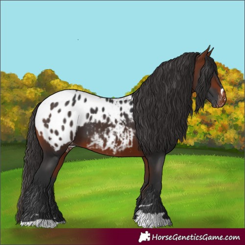 Horse Color:Bay Appaloosa 