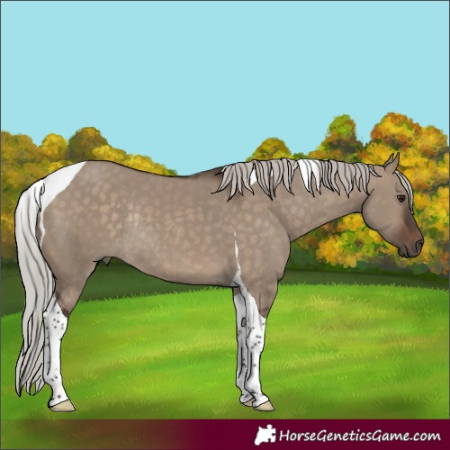 Horse Color:Silver Brown Dun Tobiano Rabicano 