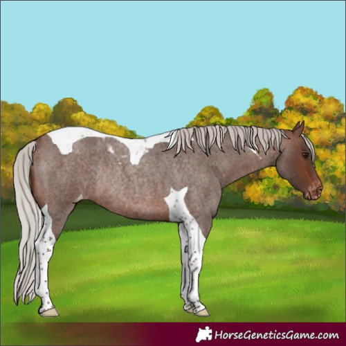 Horse Color:Silver Brown Roan Tobiano Varnish Rabicano
