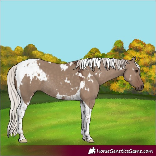 Horse Color:White Spotted Silver Grullo Tobiano Rabicano 