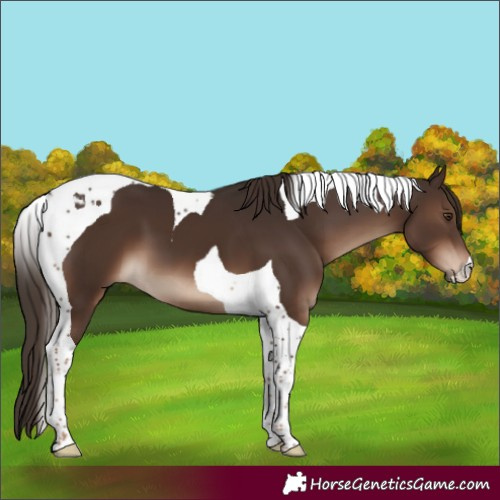 Horse Color:Liver Chestnut Tobiano 