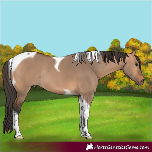 Horse Color:Bay Dun Tobiano Rabicano