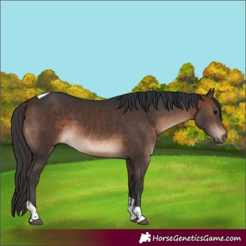 Horse Color:Brown Tobiano