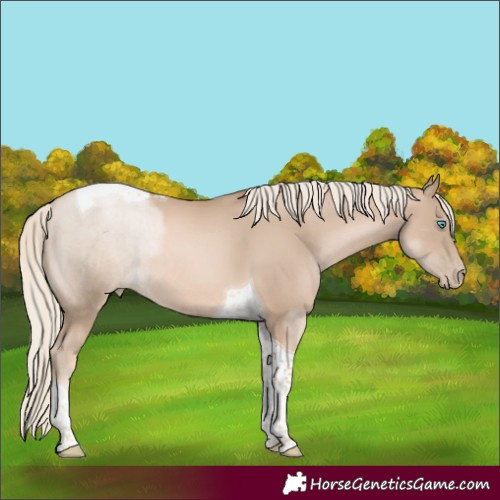 Horse Color:Chocolate Palomino Tobiano Rabicano