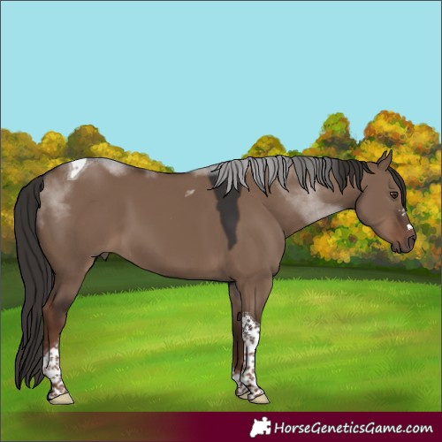 Horse Color:Liver Red Dun Tobiano 