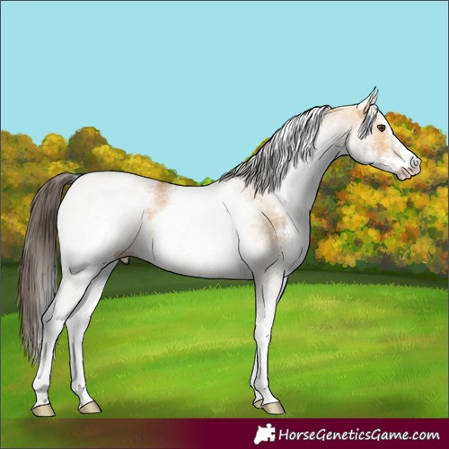 Horse Color:White Spotted Buckskin Dun 