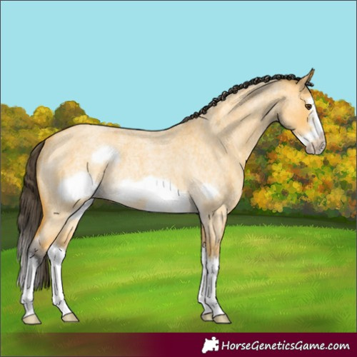 Horse Color:Buckskin Roan Dun Splash Frame Rabicano 